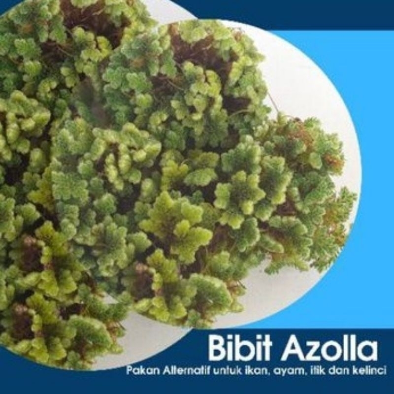 Bibit Azolla Azola Microphyla Pinnata Pakan Ikan