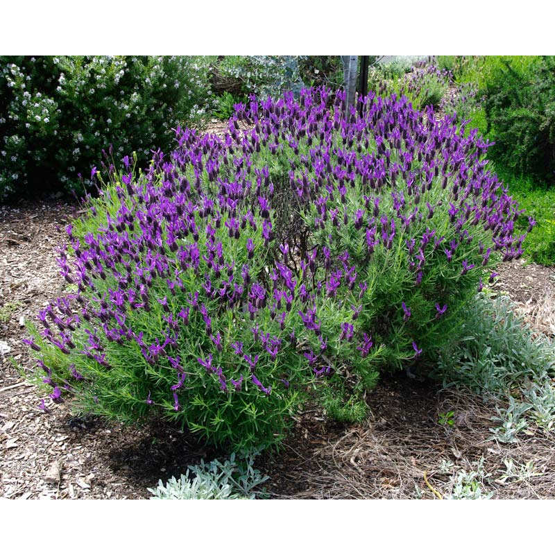 Benih Bibit Biji - Bunga Lavender French Blue Fragrance Medical Herb Flower Seeds - IMPORT