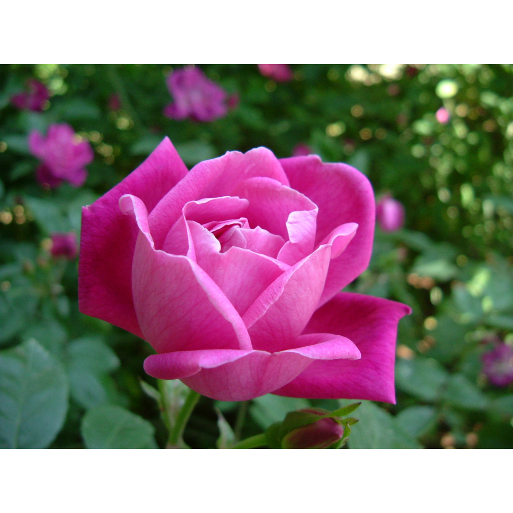 Benih Bibit Biji - Bunga Mawar Oriental Chinese Rose (Rosa chinensis) Flower Seeds - IMPORT