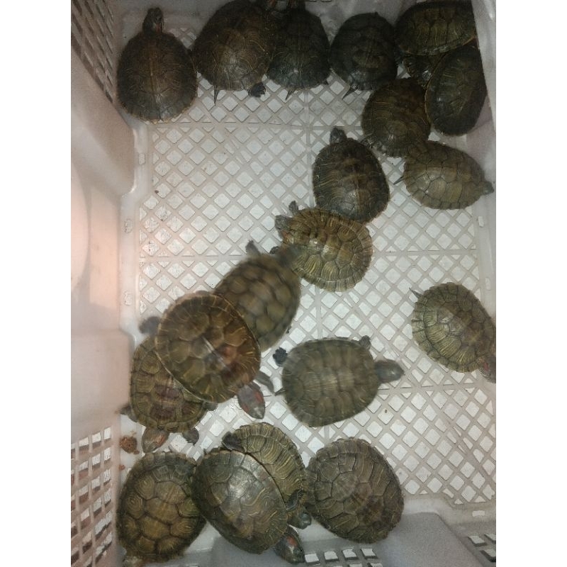 Hisperingin_ Kura Kura Hidup Brazil