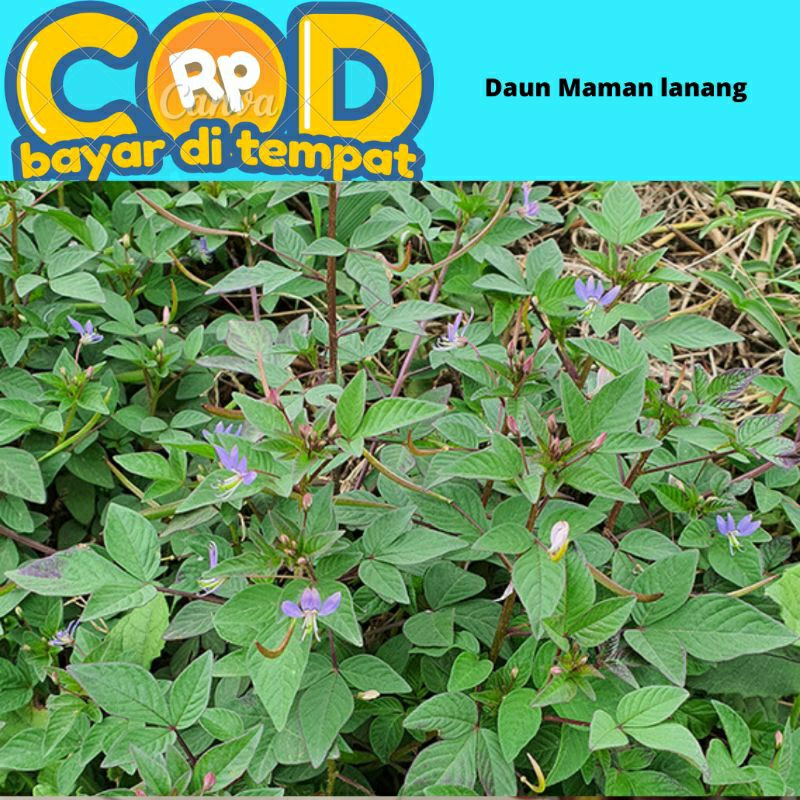 

Daun Maman lanang segar 1 kg /Maman ungu/ daun boboan