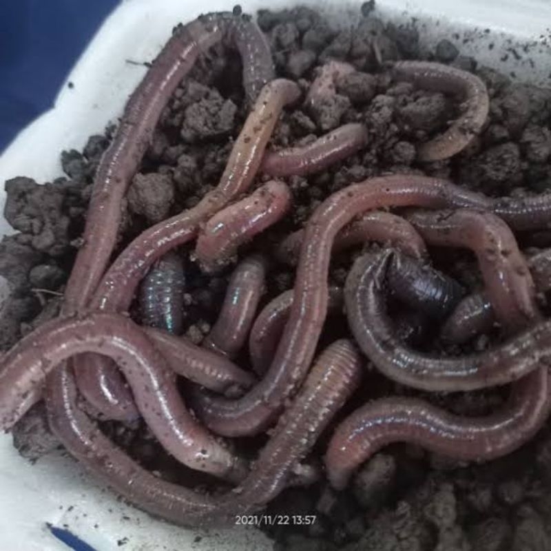 cacing kalung kebo umpan bawal berat 1ons