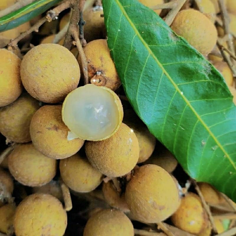 Bibit Kelengkeng New Kristal Terlaris
