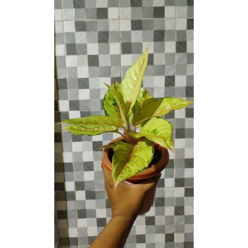Aglaonema Frozen // Tanaman hias murah // Aglaonema // Aglaonema commutatum // Variegata // Jual tan