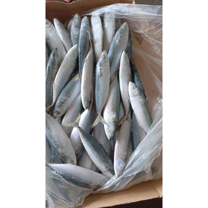 

ikan salem banjar beku