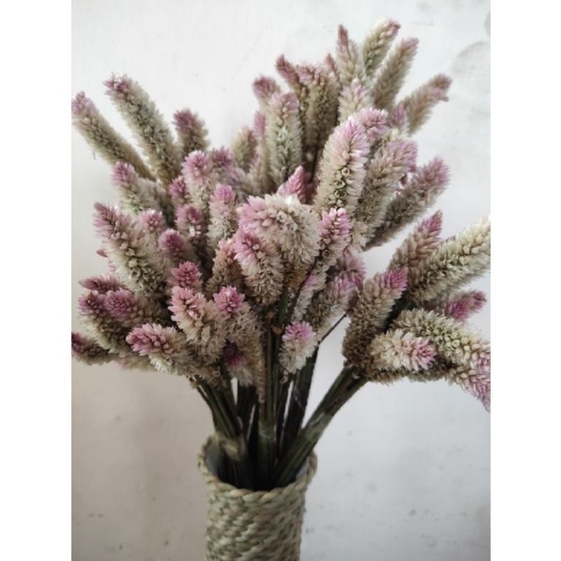 Bunga Kering Aesthetic / Bunga Boroco Kering / Dekorasi Rumah