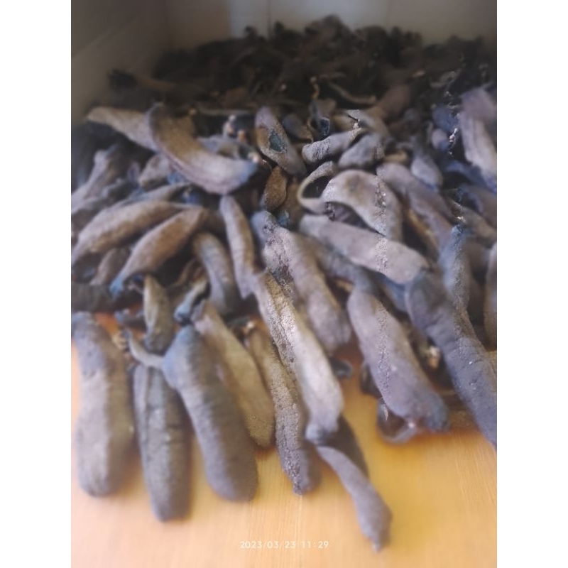 

Teripang_laut-kering