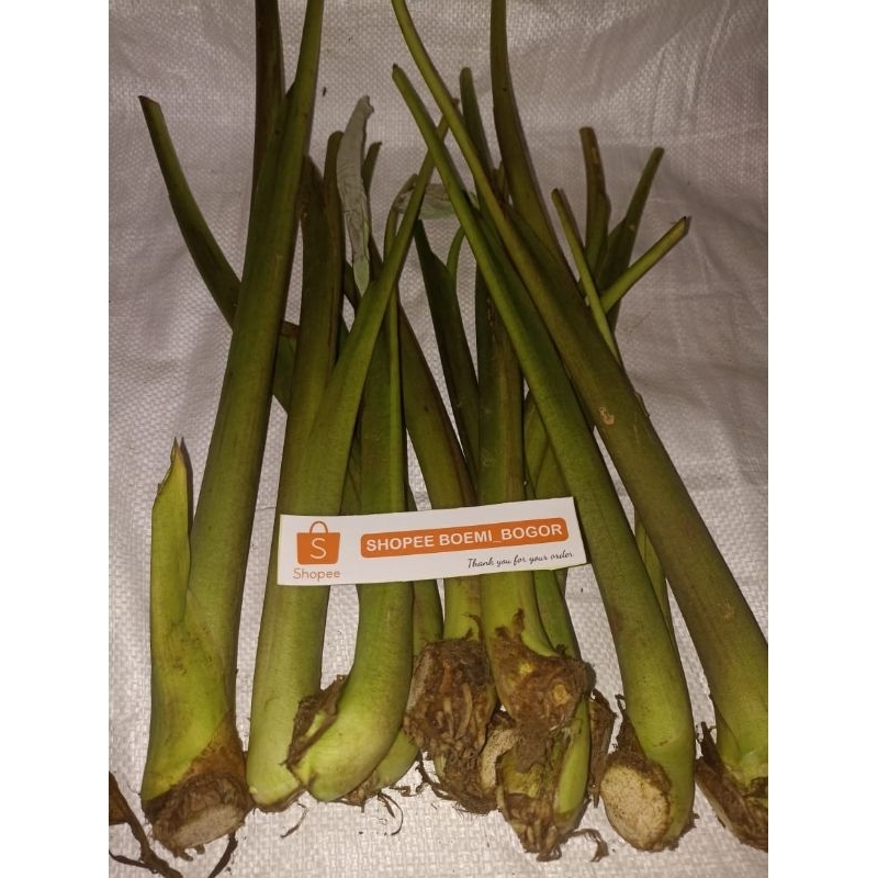 Bibit talas Bogor ASLI Bentul Bogor