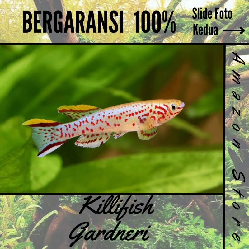 Ikan Killifish Gardneri