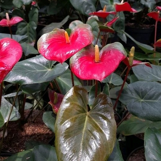 Tanaman Anthurium Presiden / Anthurium Saxo / anthurium green red