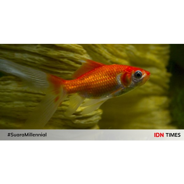 Komet Ikan Hias Aquarium Kolam Khusus Gojek Medan