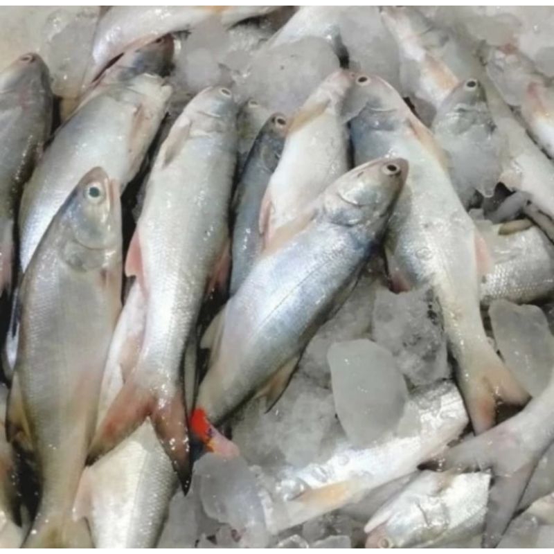 

ikan senagin segar 500gr