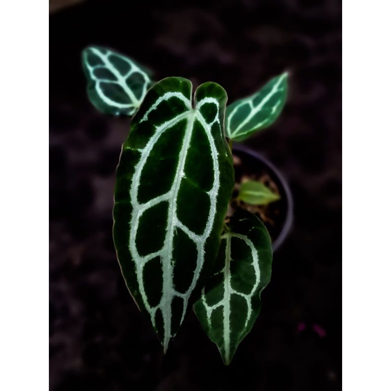 Anthurium Crystallynum Dark Form Narrow/Kuping Gajah Gelap Panjang Termurah