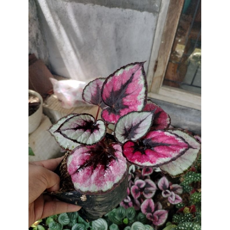 TANAMAN HIAS BEGONIA REX PINK