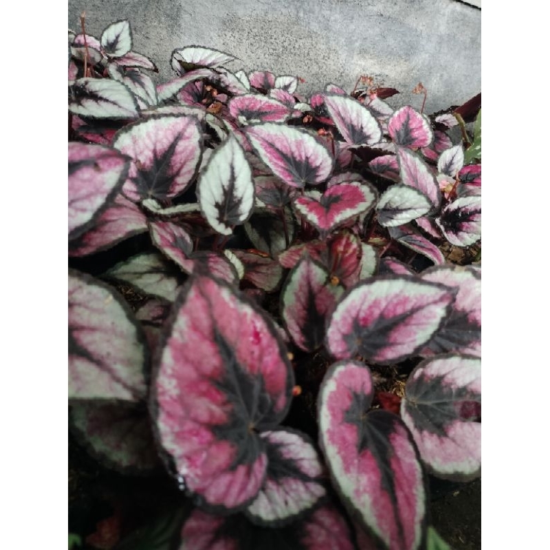 TANAMAN HIAS BEGONIA REX PINK