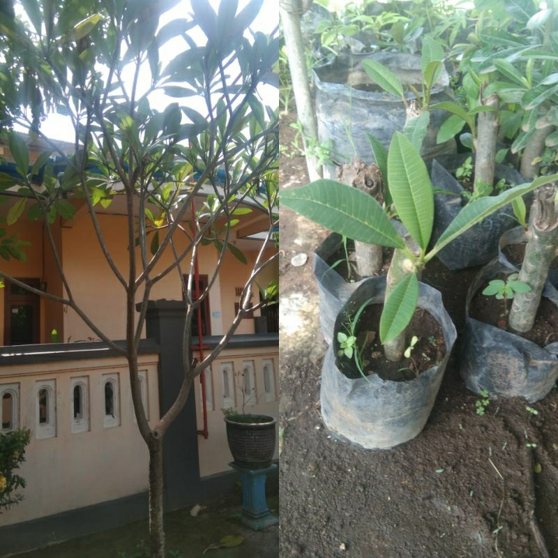 Bibit Bunga Kamboja Bali