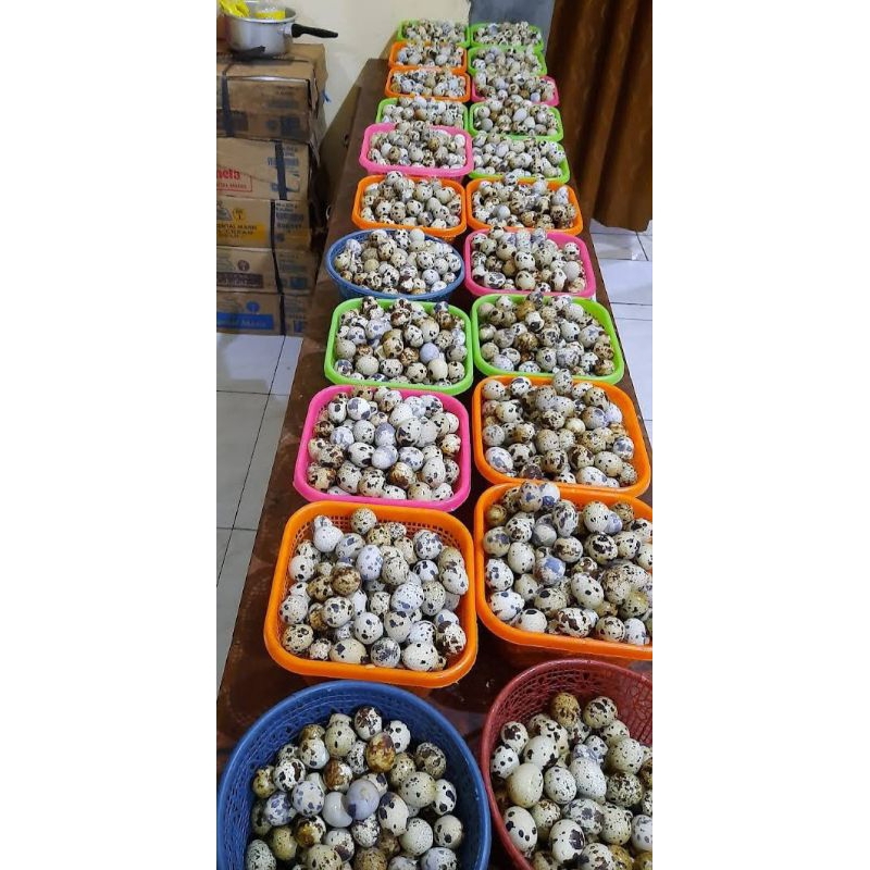 

telur puyuh telur gemak