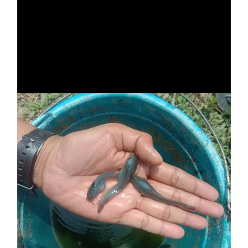 paket bibit ikan lele isi 100 ekor 23cm