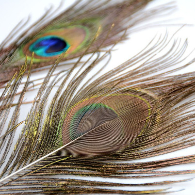 Peacock Feathers - Bulu Merak Artificial (5pcs)