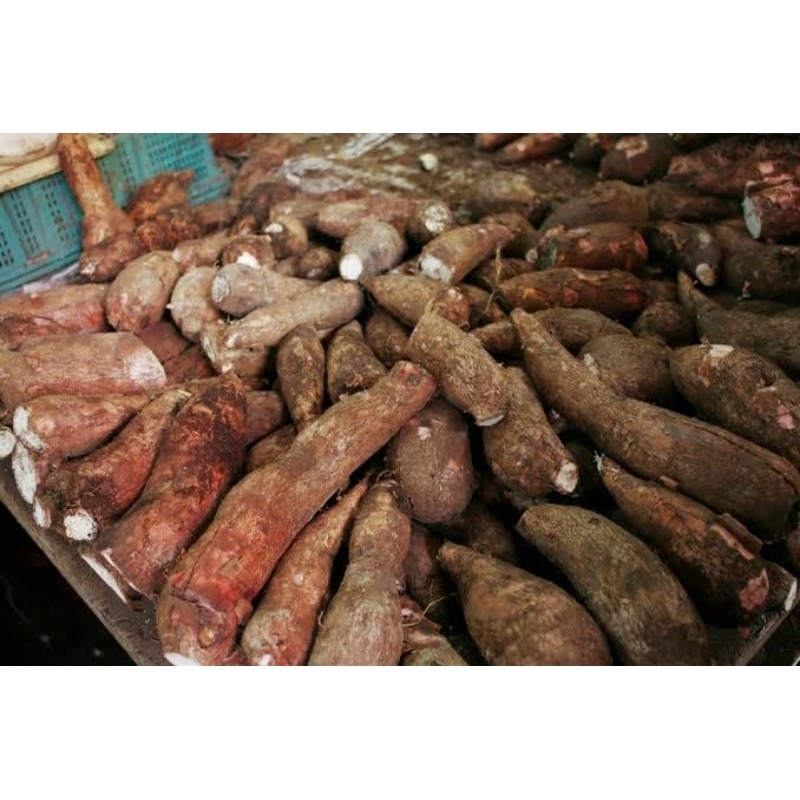 

Singkong Bogor Empuk Anti Magel