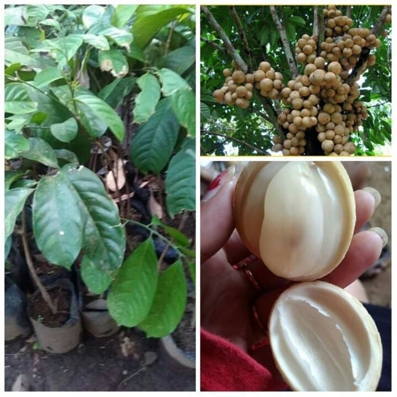 Bibit Duku Dukuh Palembang 1 meter lebih, ASLI manis, super, okulasi, cepat berbuah