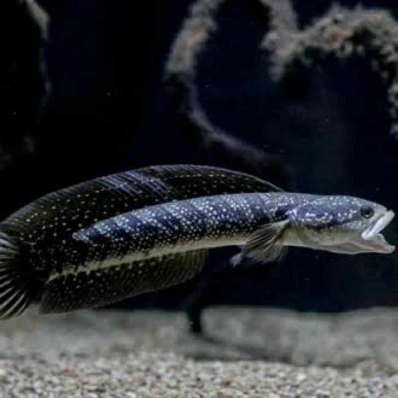 Channa Asiatica gondrong