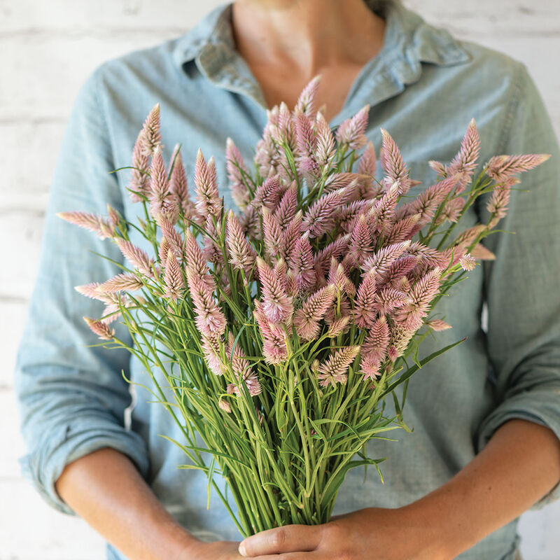 Benih Bibit Biji - Bunga Celosia Flamingo Feather Flower Seeds - IMPORT