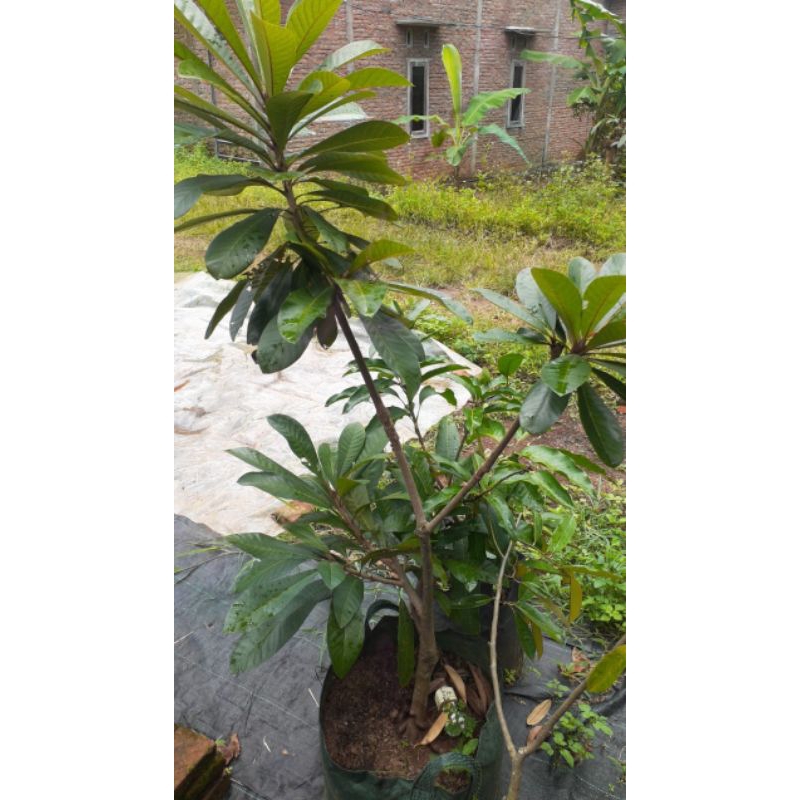Sambung susu Mamey sapote Magana kondisi bunga atau buah
