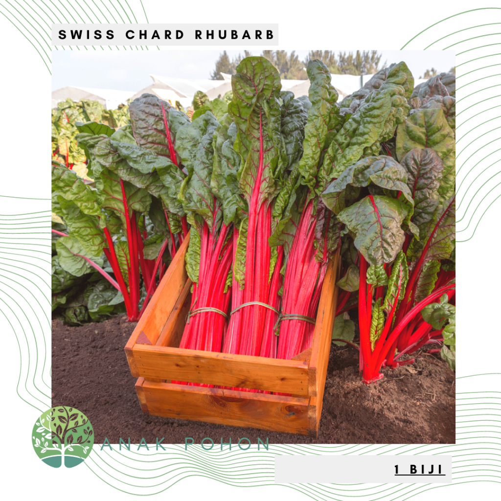 Benih Bibit Biji - Swiss Chard Rhubarb Seeds - IMPORT