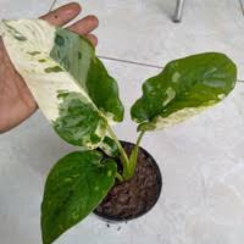 Homalomena Sp Variegata / Homa Sp Varigata / Homa Variegata Sp