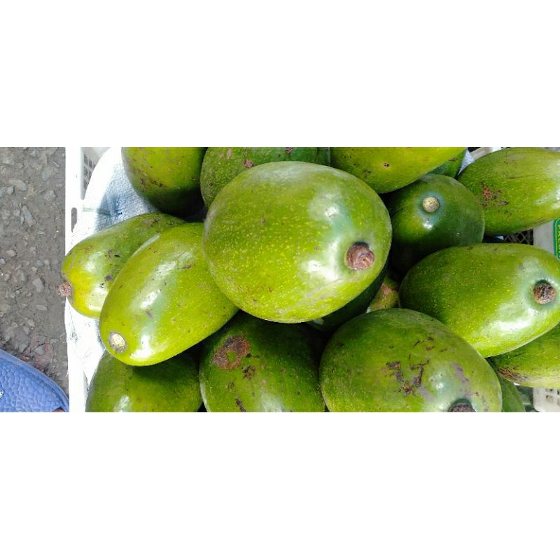 

Buah Apokat Alpokat Avocado minim order 3 kg @