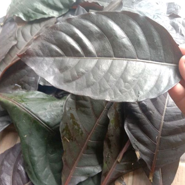 

Daun handelem atau daun ungu segar per 250 gram