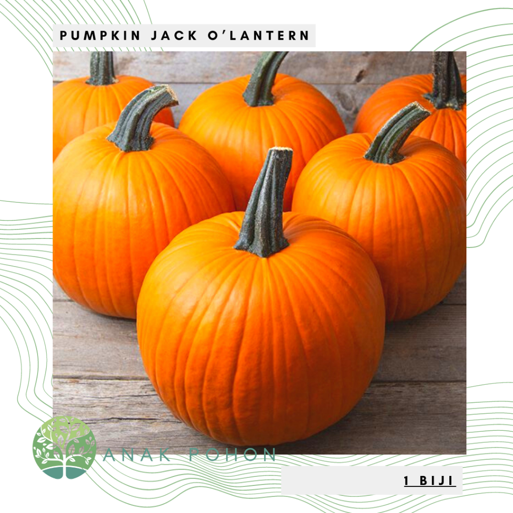 Benih Bibit Biji - Pumpkin Jack O'Lantern Labu Halloween Seeds - IMPORT