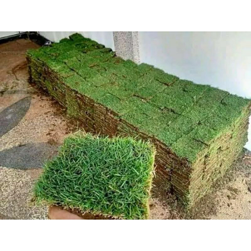 Rumput jepang hidup 25cmx15cm perlembar