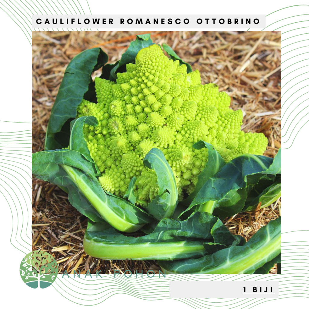 Benih Bibit Biji - Italian Cauliflower Romanesco Ottobrino Seeds - IMPORT