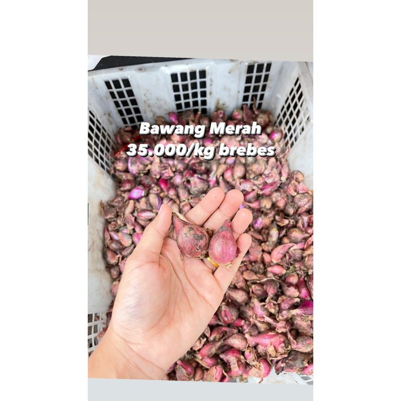 

BAWANG MERAH BREBES