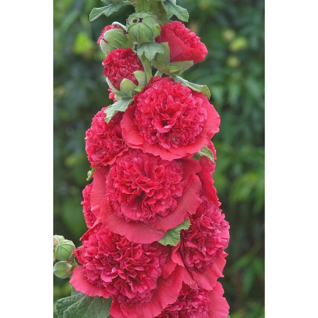 Benih Bibit Biji - Bunga Hollyhock Chaters Scarlet Red Flower Seeds - IMPORT