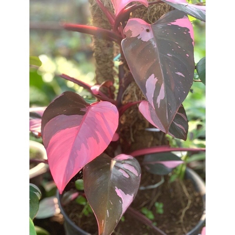 TANAMAN HIAS PHILODENDRON PINK PRINCESS BLACK CHERRY MARBLE VARIGATA