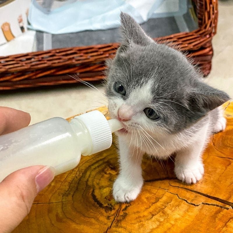 BOTOL DOT KUCING BOTOL SUSU KUCING BOTOL SUSU ANJING 60 ML KITTEN DOT PREMIUM