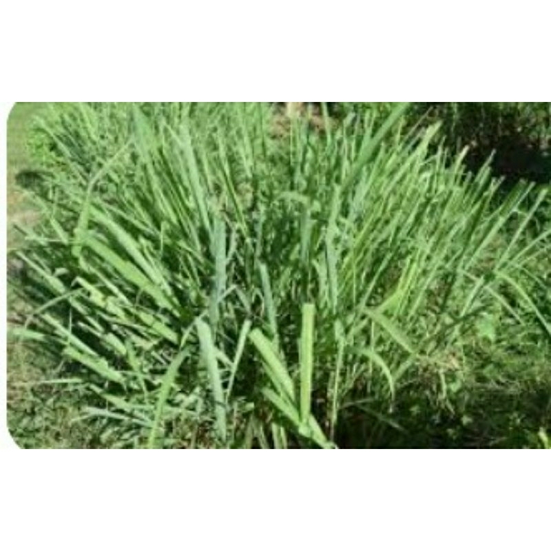 

sereh wangi batang murah 1kg