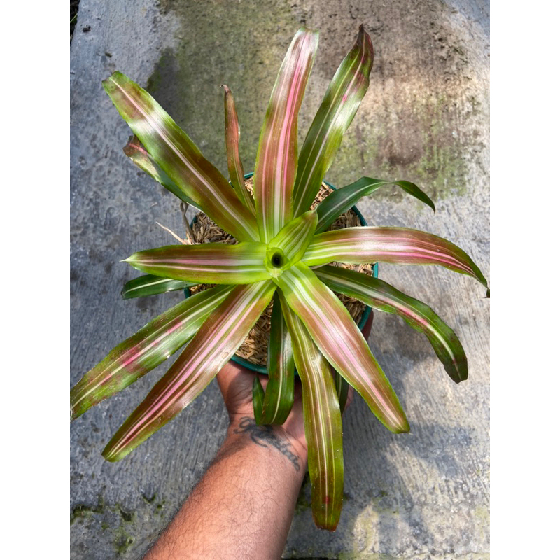 bromelia tricolor