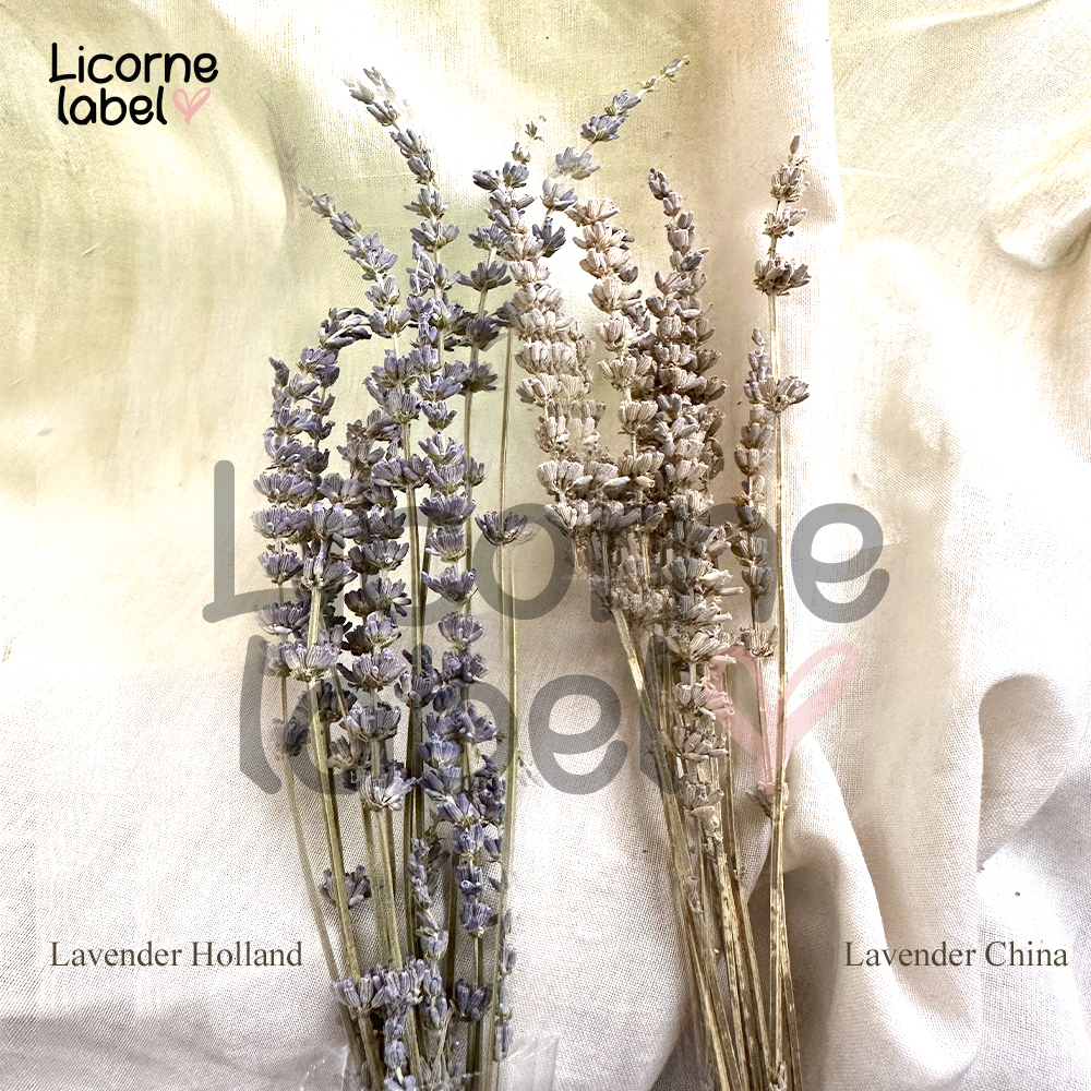 Dried Lavender Bunga kering hias decor bundles isi 150gr