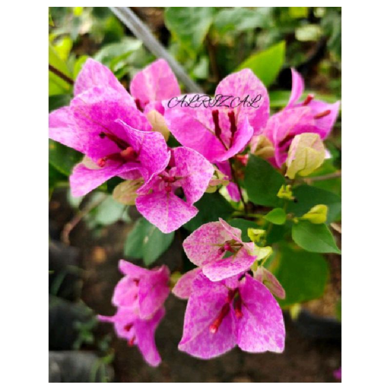 bougenville vietnam splash