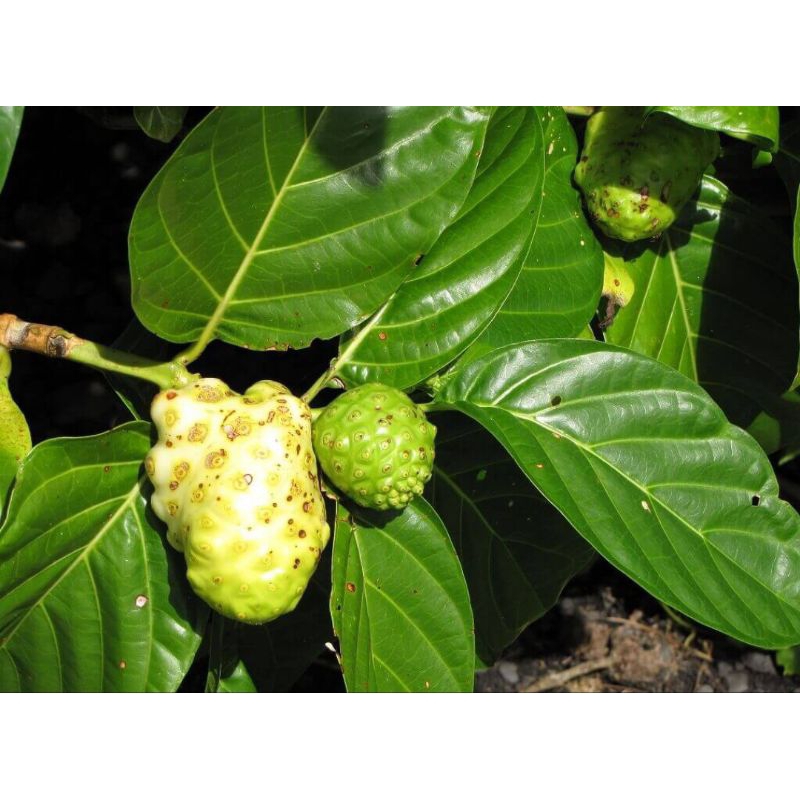 

Buah mengkudu buah pace buah herbal