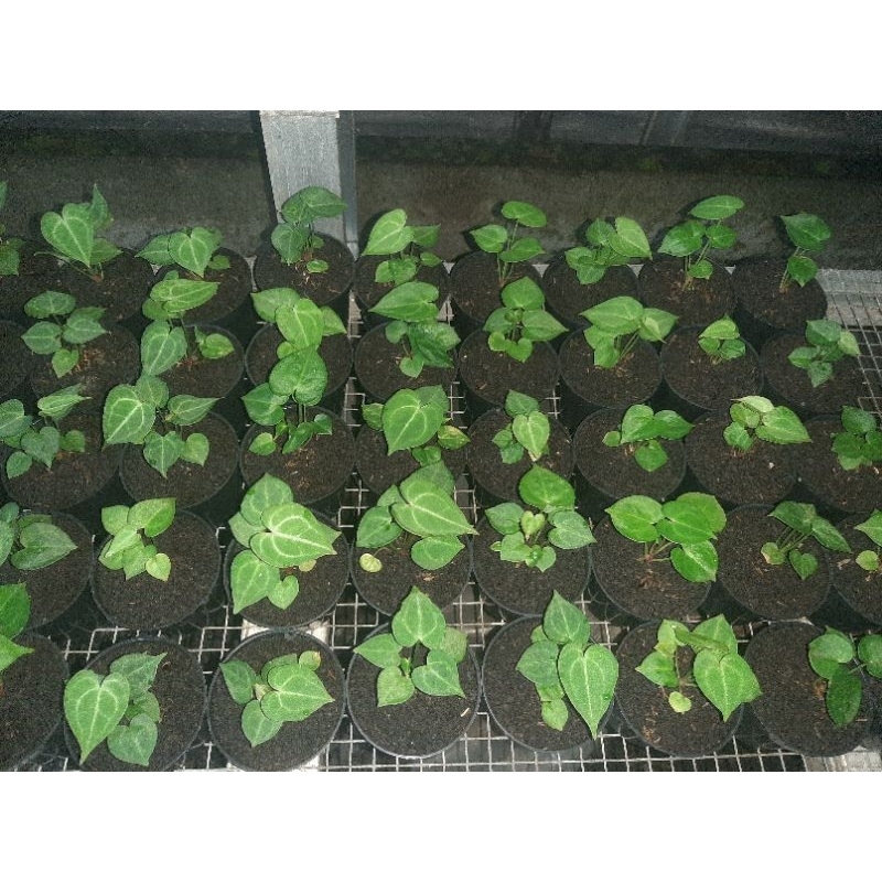 Kuping Gajah Tarantula Anthurium Clarinervium hybrid bijian (baby)