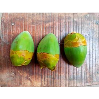 

bluluk kelapa mainan