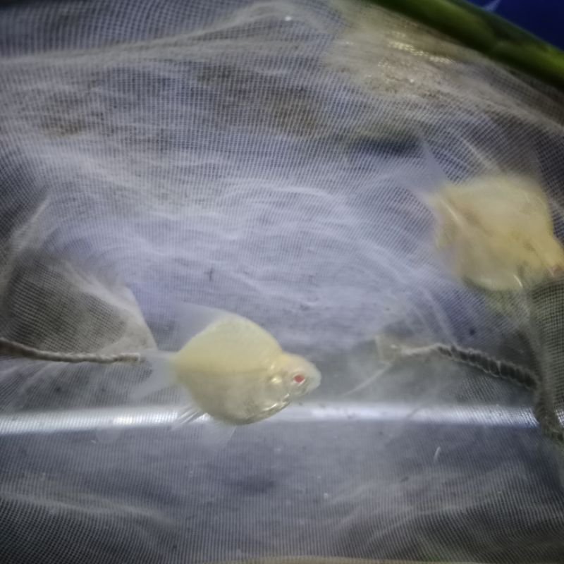 Kapiat Albino Sb King AA 4-5CM