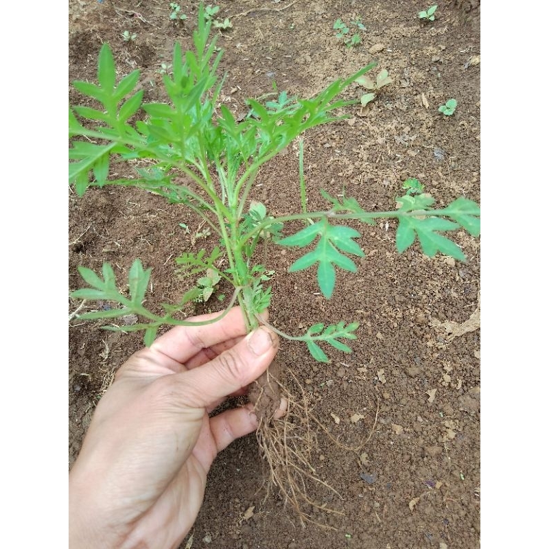 BIBIT KENIKIR BERAKAR / KENIKIR