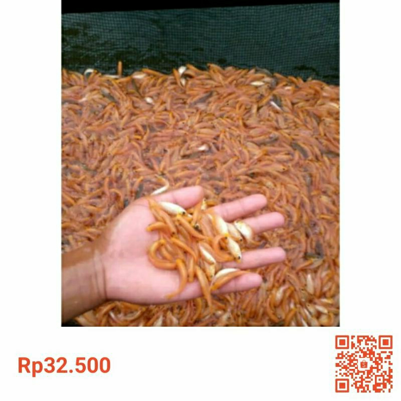 (FreeOngkir) bibit nilem/terapi paket 100+2 Termurah Terlaris