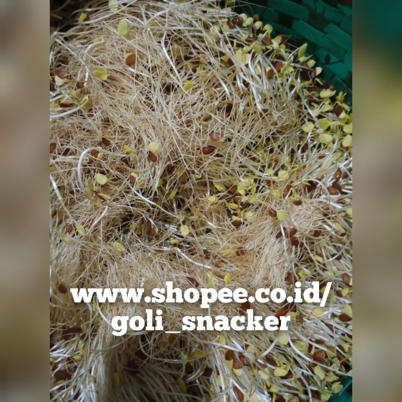 

Cikru Mlanding Kecambah Melanding Khas Wonogiri 500 Gram